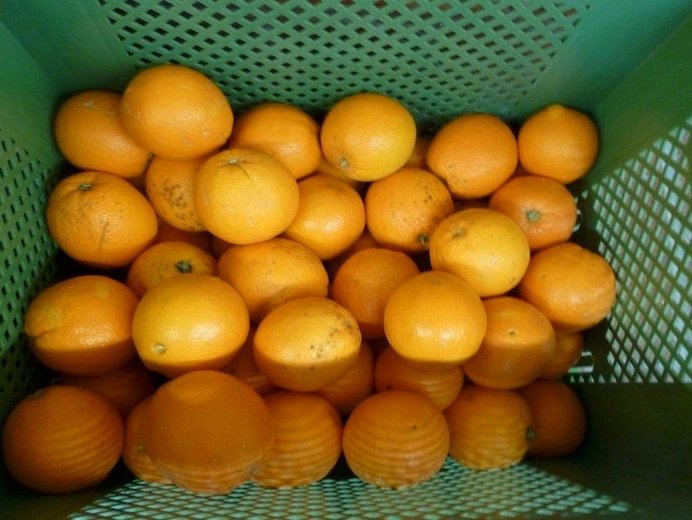 Orangen